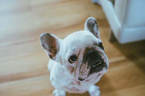 french bulldog short-coated white puppy on wooden floor pet